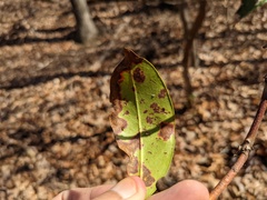 Diaporthe kalmiae