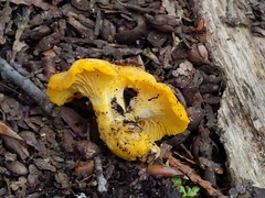 Cantharellus flavus