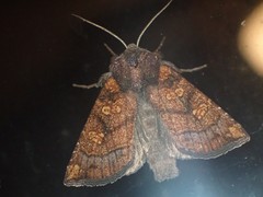 Papaipema impecuniosa