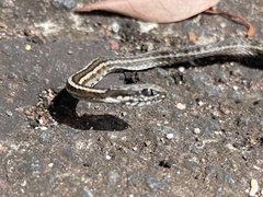 Pseudalsophis biserialis eibli