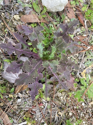 Sonchus asper image