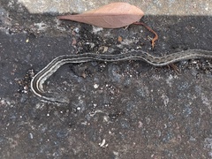 Pseudalsophis biserialis eibli