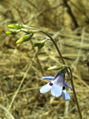 Conanthera trimaculata