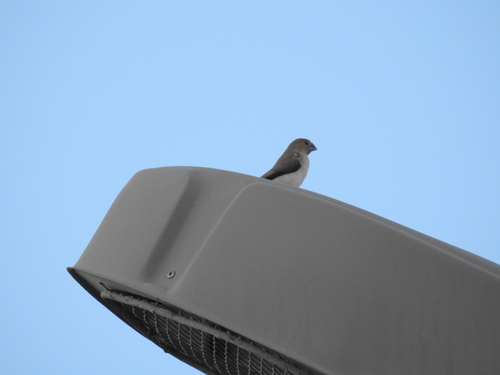 African Silverbill