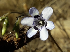 Conanthera trimaculata
