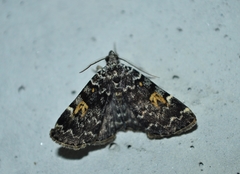 Idia calvaria