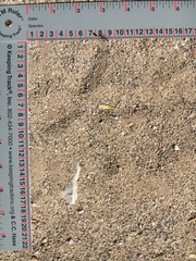 Melanerpes