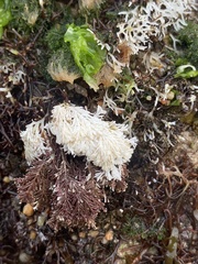 Ellisolandia elongata