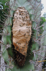 Protopolybia exigua
