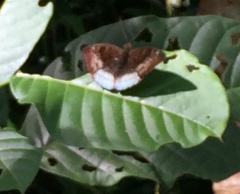 Euthalia monina monina