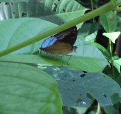 Euthalia monina monina