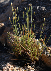 Fimbristylis polytrichoides