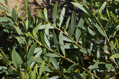 Acacia leptostachya