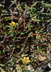Portulaca australis
