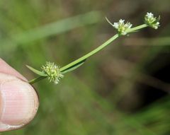Spermacoce natalensis