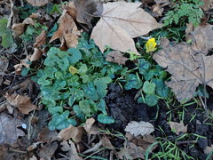 Ficaria verna
