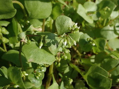 Claytonia perfoliata