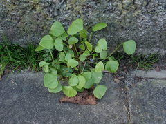 Claytonia perfoliata