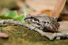 Pseudacris streckeri