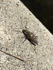 Anthophylax attenuatus