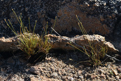 Fimbristylis polytrichoides