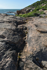 Fimbristylis polytrichoides