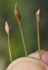 Fimbristylis polytrichoides