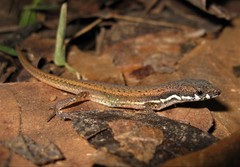 Eigenmann's Prionodactylus photo 3