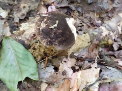 Leccinum snellii