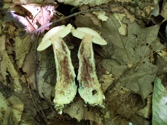 Leccinum snellii