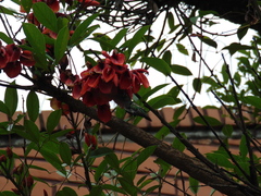 Anthracothorax nigricollis