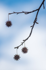 Liquidambar styraciflua