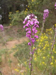 Erysimum scoparium