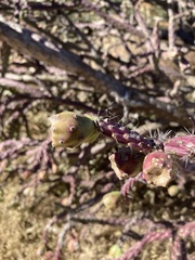 Cylindropuntia thurberi