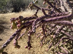 Cylindropuntia thurberi