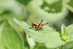 Eupholidoptera megastyla