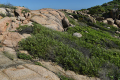 Acacia leptostachya