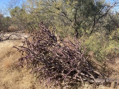 Cylindropuntia thurberi