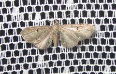 Eupithecia assimilata