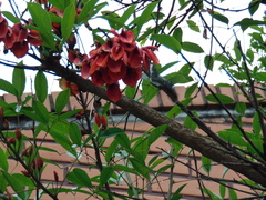 Anthracothorax nigricollis