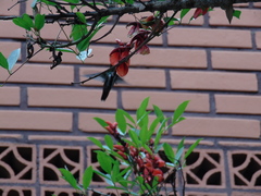 Anthracothorax nigricollis