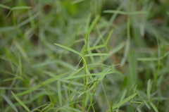 Vicia acutifolia