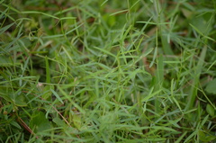 Vicia acutifolia