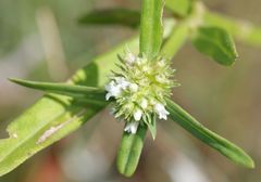 Spermacoce natalensis