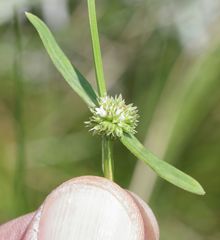 Spermacoce natalensis