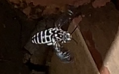 Thyreus quinquefasciatus