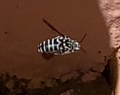 Thyreus quinquefasciatus