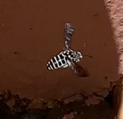 Thyreus quinquefasciatus