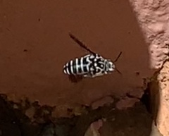 Thyreus quinquefasciatus