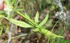 Spermacoce natalensis